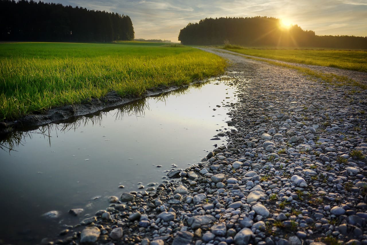 Forest path at sunrise